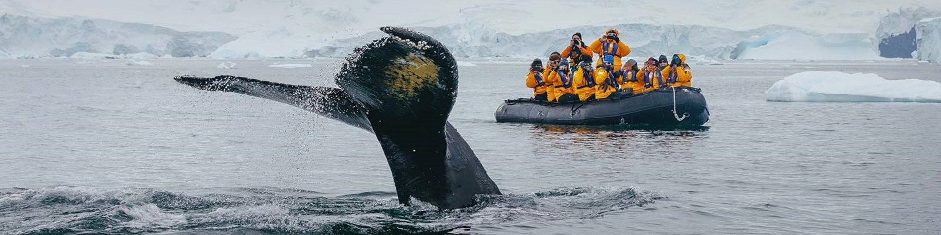 Whale watching in der Antarktis (Foto: David Merron)