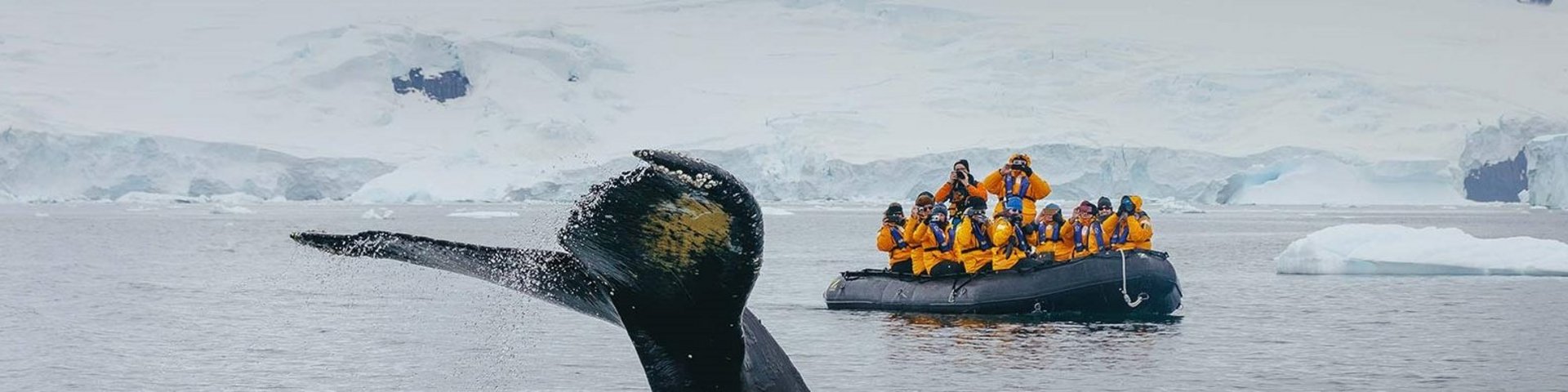 Fluke eines abtauchenden Wals Fluke eines abtauchenden Wals