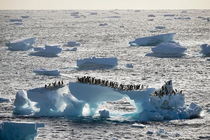Pinguinkolonie