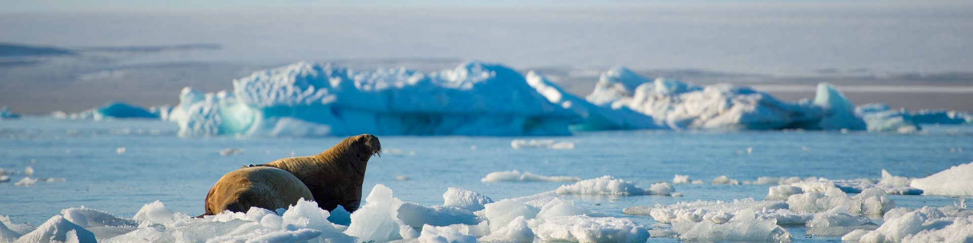 Walross auf Eisscholle in Spitzbergen