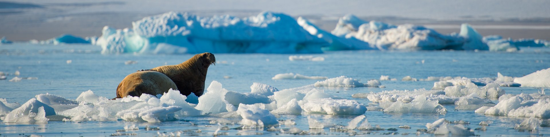 Walross auf Eisscholle in Spitzbergen