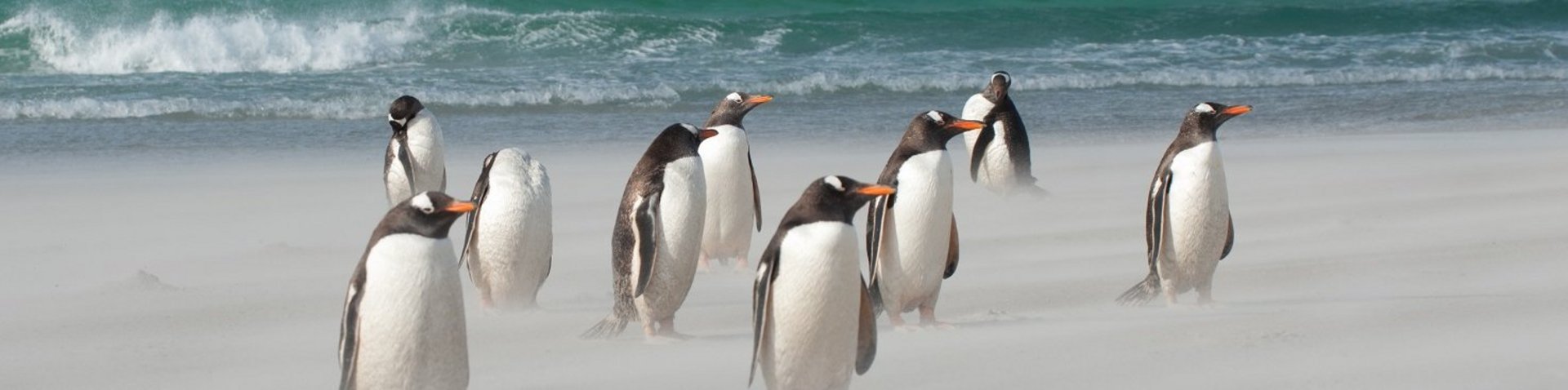 Pinguine am Strand