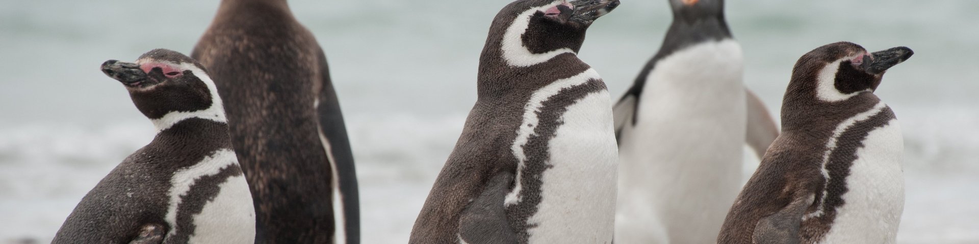 Pinguine in der Antarktis