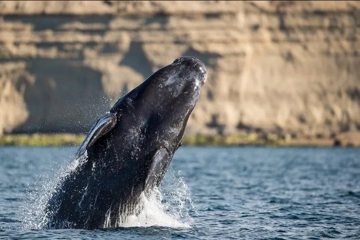 Aufspringender Wal in Puerto Madryn