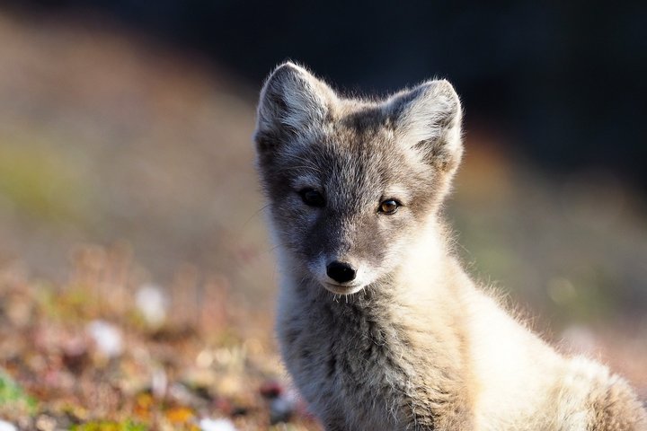 Polarfuchs Polarfuchs