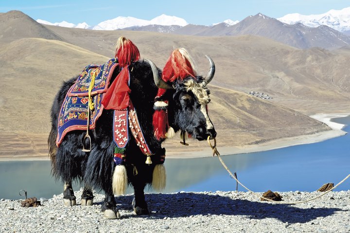 Yak in Tibet