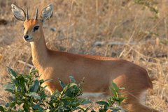 Im Krüger Nationalpark