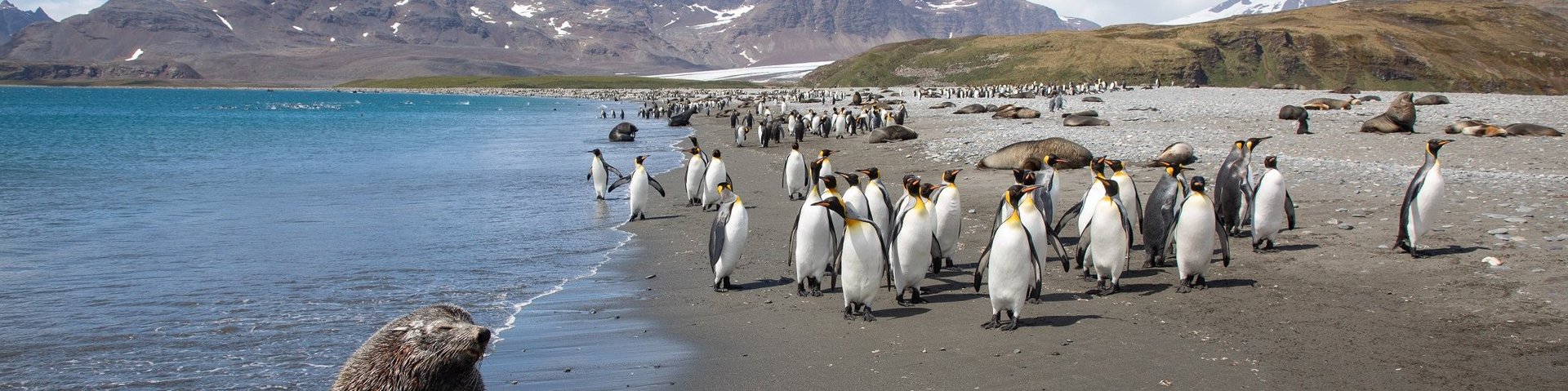 Pelzrobbe und Königspinguine in Salisbury Bay Pelzrobbe und Königspinguine in Salisbury Bay