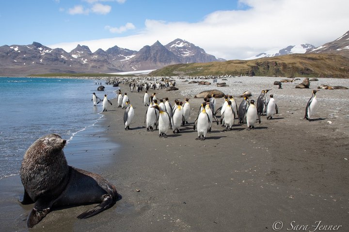 Pelzrobbe und Königspinguine in Salisbury Bay
