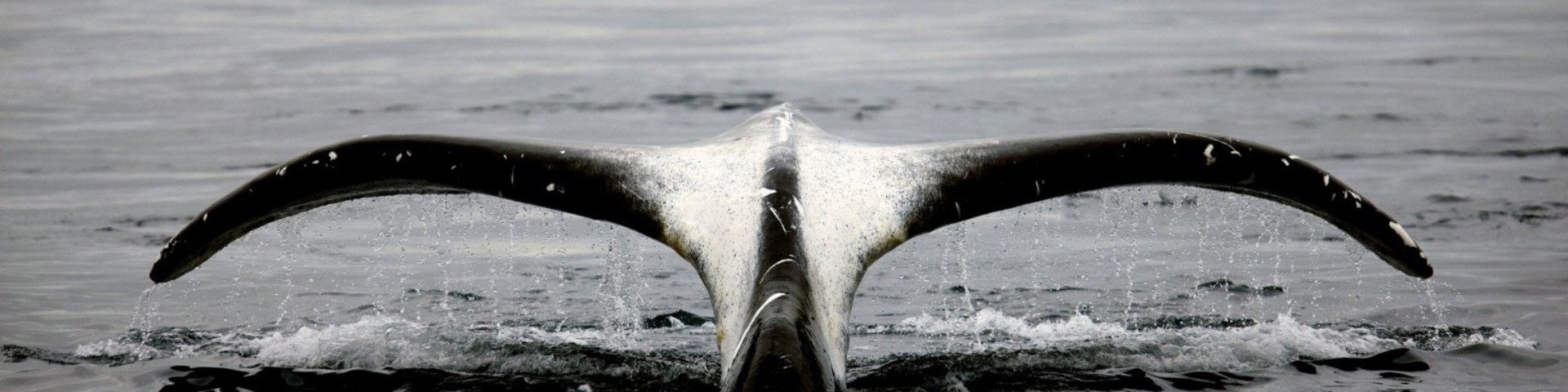 Fluke von Grönlandwal