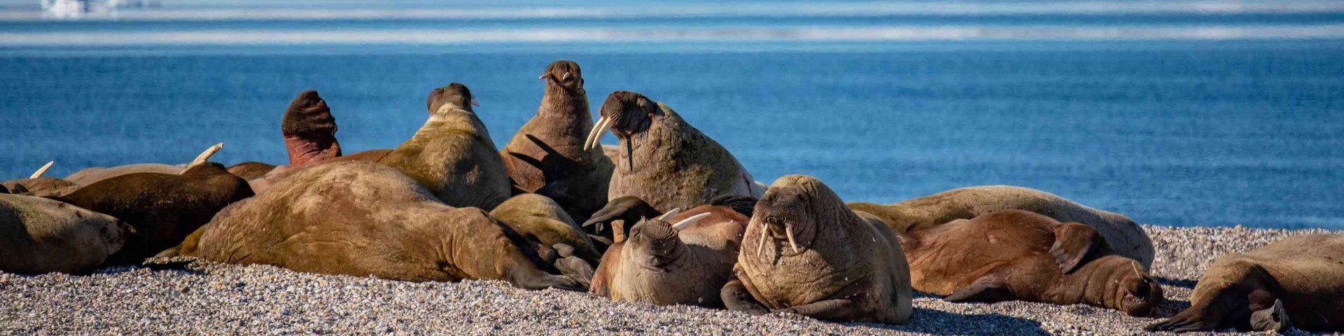 Walrosskolonie auf Spitzbergen Walrosskolonie auf Spitzbergen