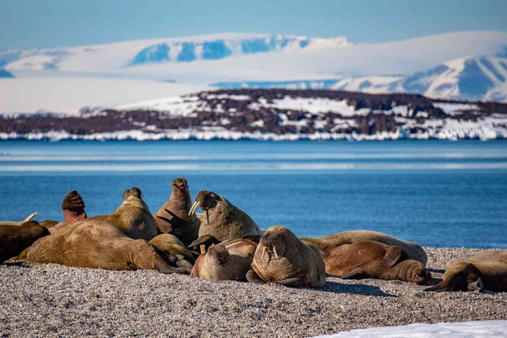 Walrosskolonie auf Spitzbergen