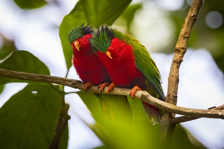 Vogelwelt auf den Austral Inseln