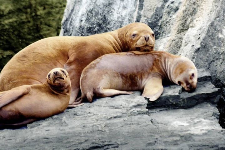 Tierwelt