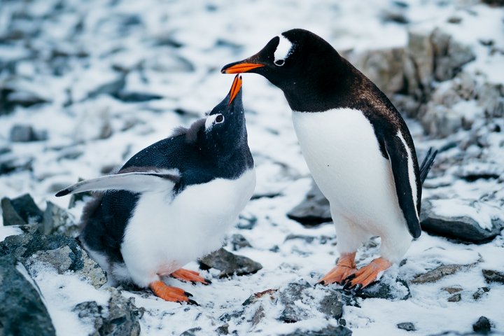 Zwei Eselspinguine in der Antarktis
