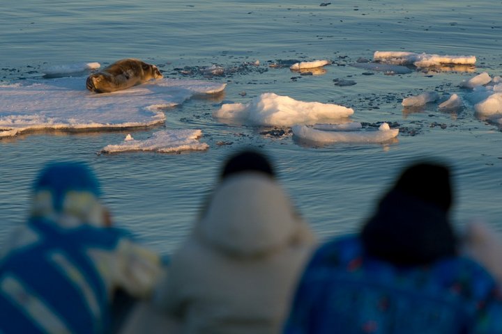 Bartrobbe auf Eisscholle in Spitzbergen