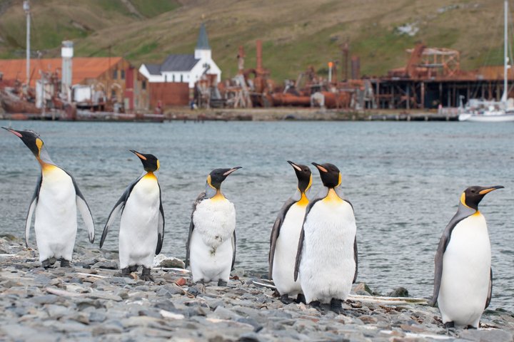 Königspinguine in Südgeorgien