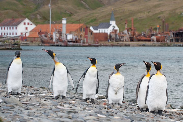 Königspinguine in Südgeorgien