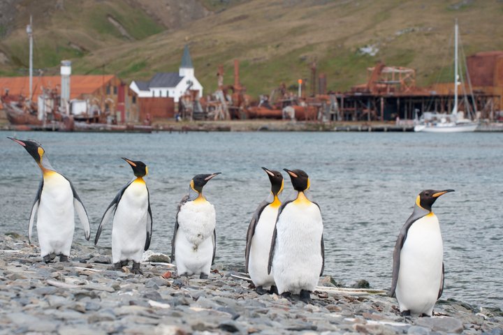 Königspinguine in Südgeorgien