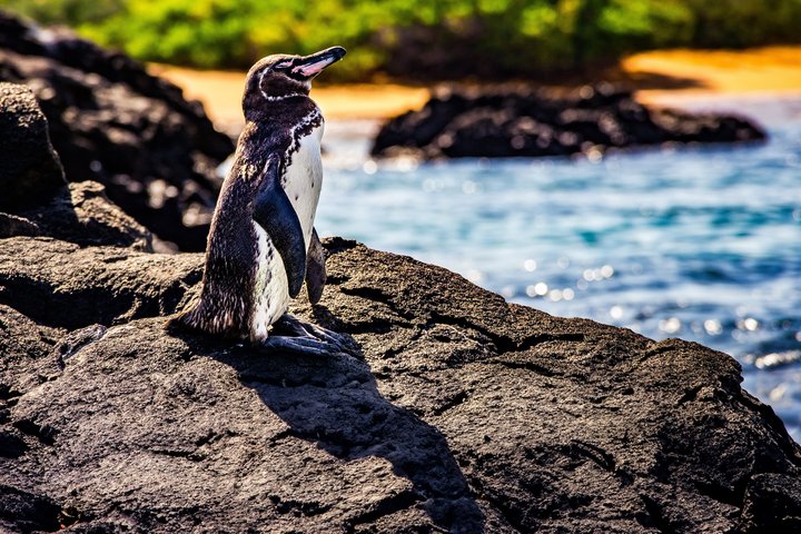 Pinguin auf Galapagos Pinguin auf Galapagos