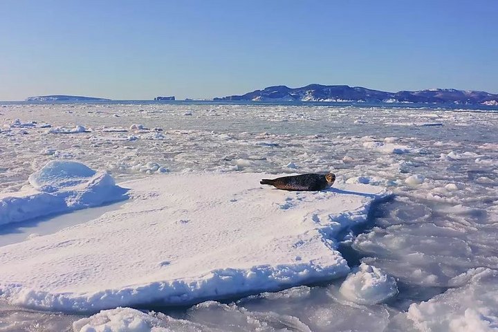 Robbe auf dem Packeis