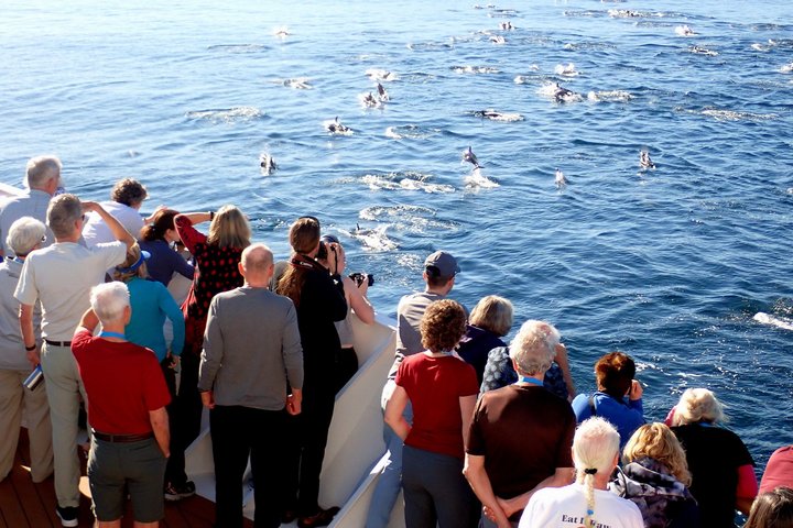 Springende Delfine vor dem Bug eines Schiffes