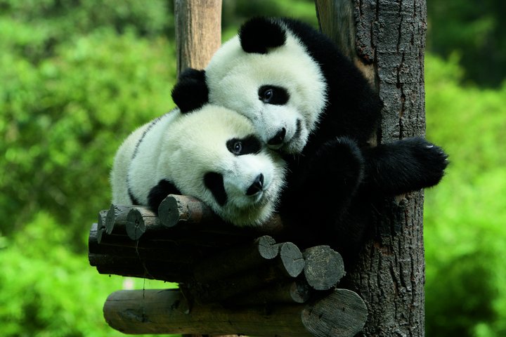 Pandas in Chengdu