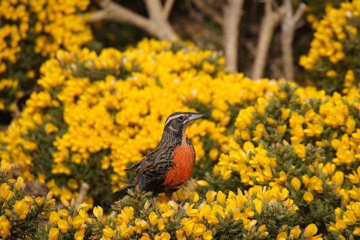 Ginster mit Vogel auf den Falkland Inseln