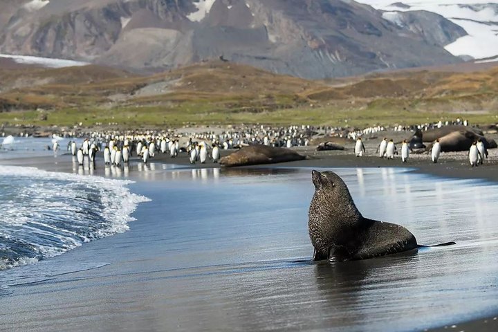 Seebär und Pinguine in Südgeorgien