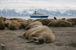 Walrosse mit Sea Spirit im Hintergrund