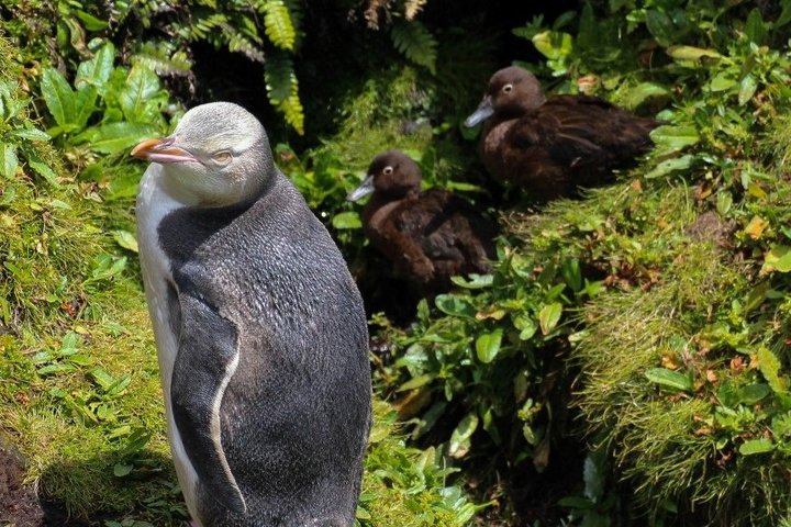 Pinguin auf der Insel Enderby