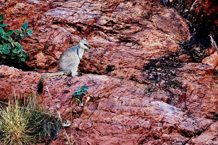 Wallaby in Australien