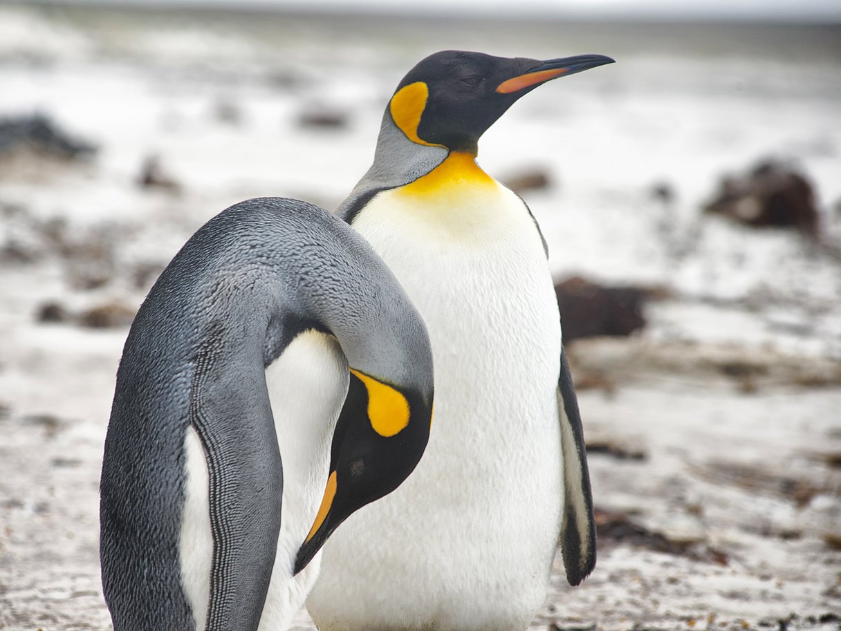 Pinguine auf den Falkland Inseln