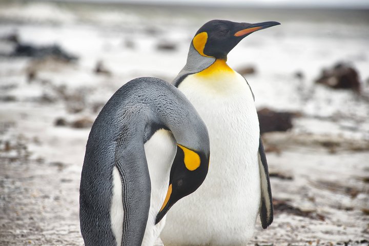 Königspinguine auf den Falkland Inseln