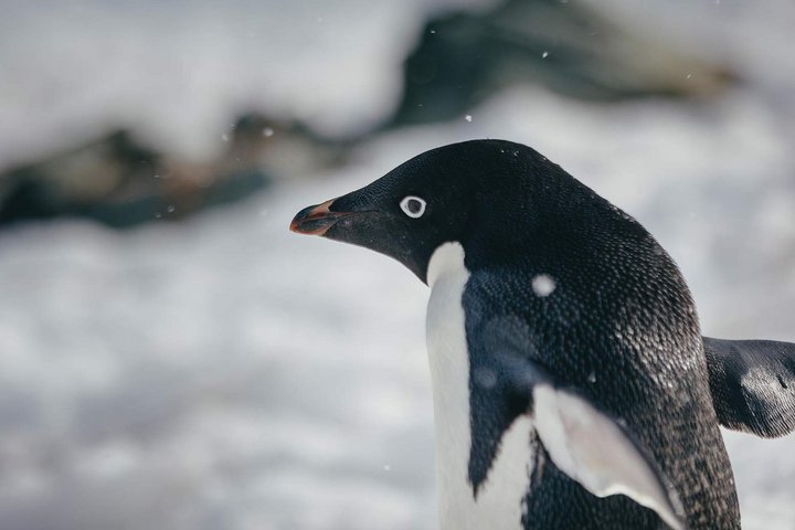 Adéliepinguin im Schnee