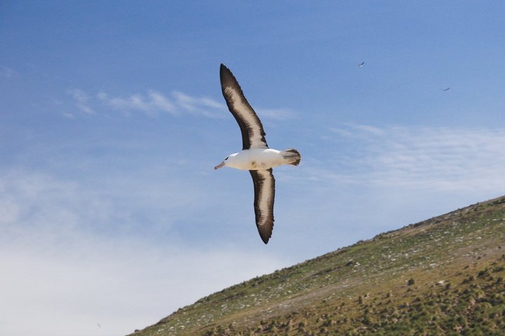 Albnatross im Flug auf den Falkland Inseln