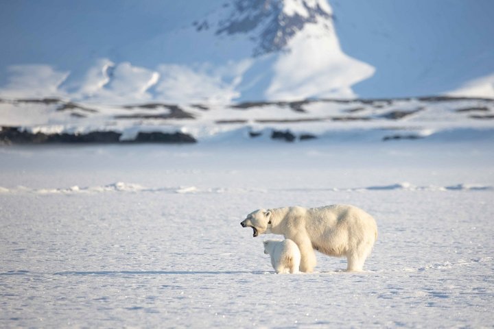 Eisbär mit Jungem auf Packeis in Spitzbergen