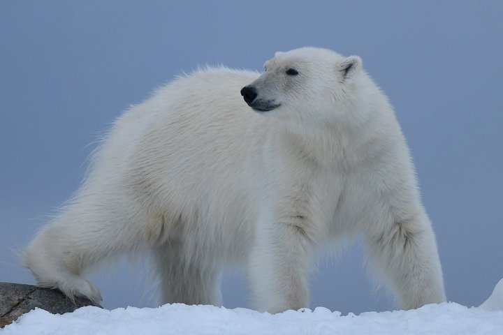 Der Eisbär ist der König der Arktis