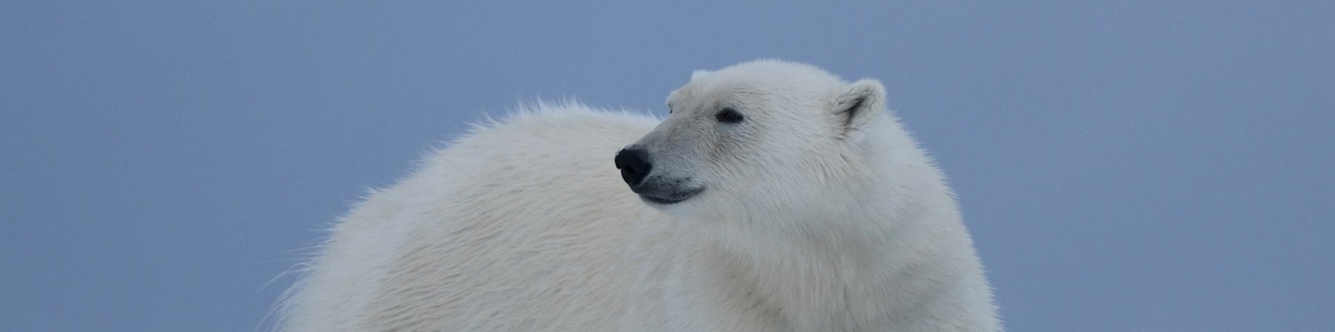 Der Eisbär ist der König der Arktis