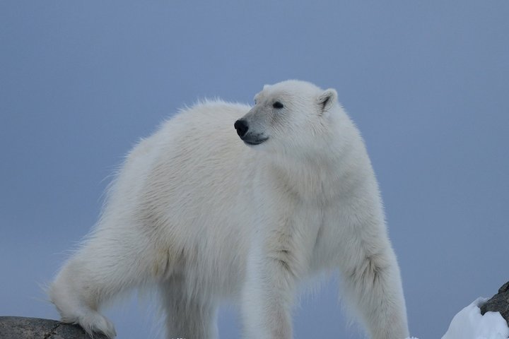Der Eisbär ist der König der Arktis
