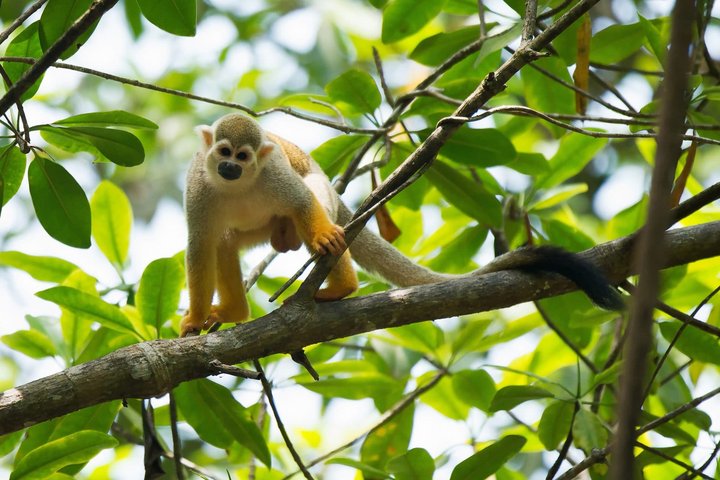 Totenkopfaffe in Costa Rica