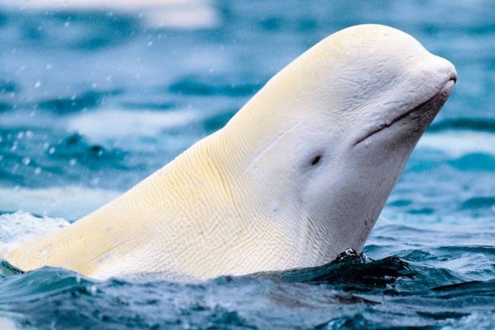 Beluga oder Weisswal