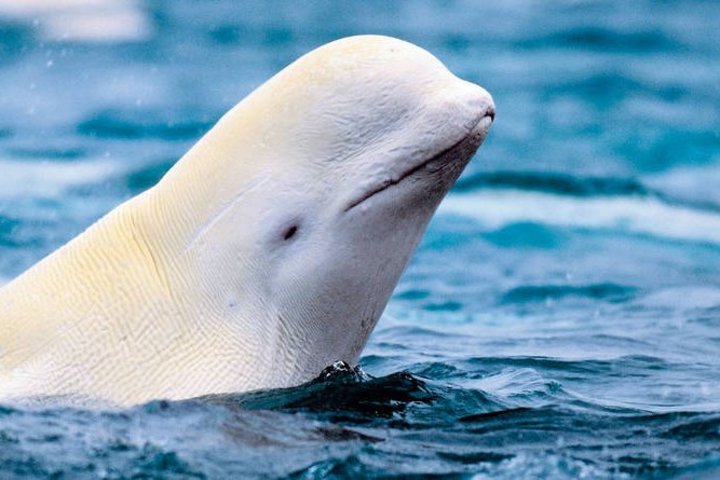 Beluga oder Weisswal
