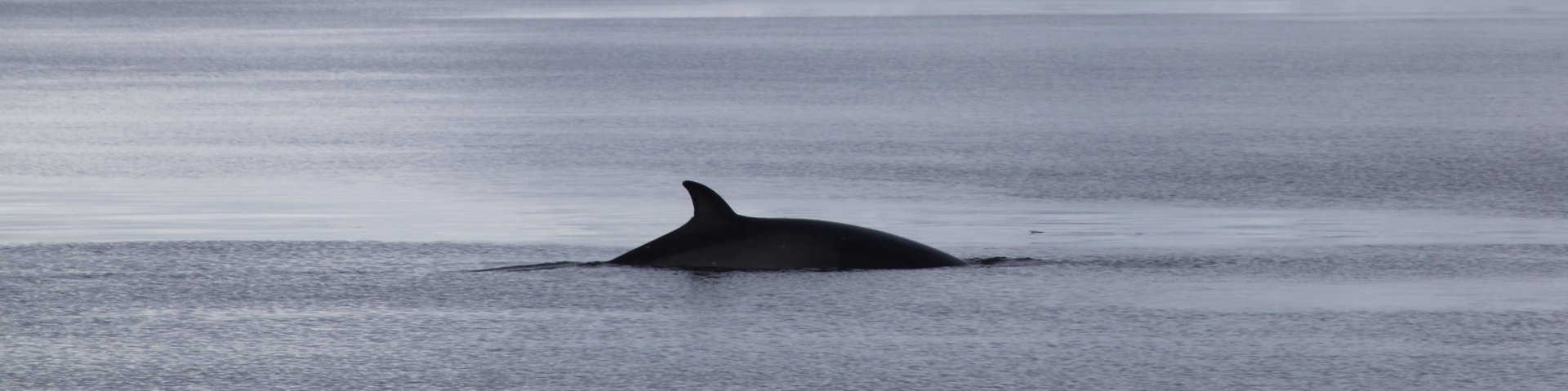 Wale in der Antarktis