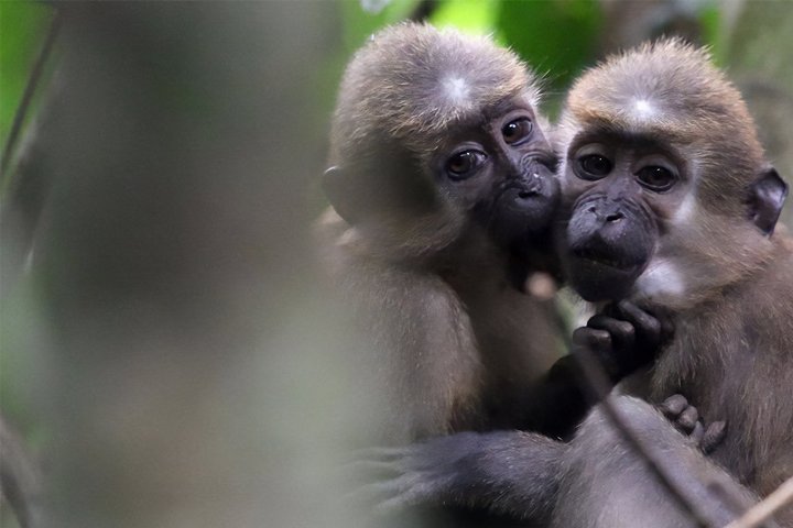 Affenbande Affenbande