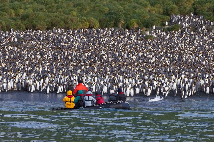 Kolonie von Königspinguinen auf Macquarie Island