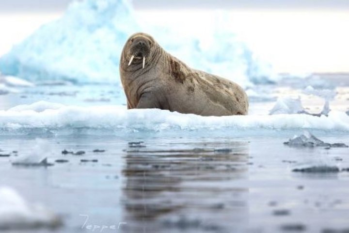Walross auf dem Eis in Spitzbergen