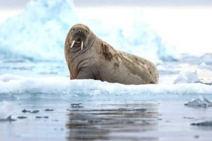 Walross auf dem Eis in Spitzbergen