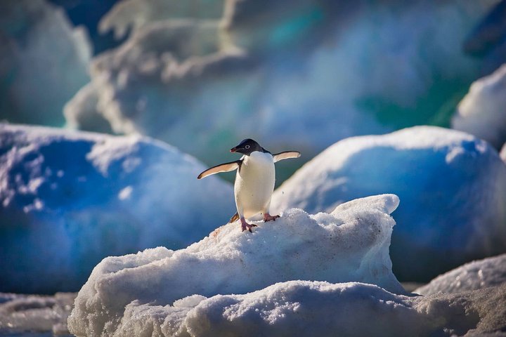 Tanzender Adeliepinguin Tanzender Adeliepinguin