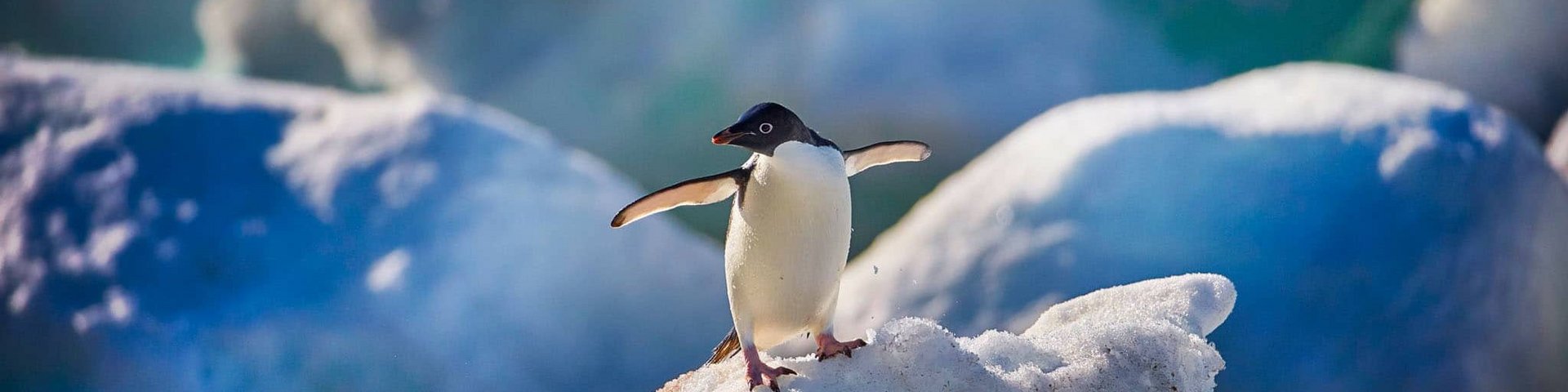 Tanzender Adeliepinguin Tanzender Adeliepinguin
